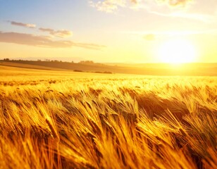 Obraz premium wheat field at sunset