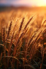 Naklejka premium Golden wheat field at sunset - A harvest of natures bounty.