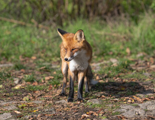 red fox in the wild