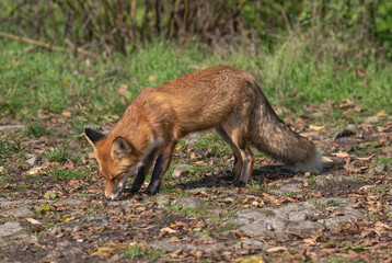 red fox in the wild