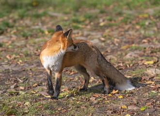 red fox in the wild