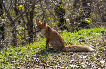 red fox in the wild