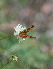 butterfly on flower
