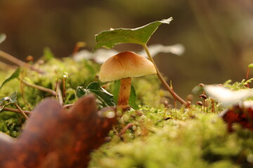 Au cœur de la forêt