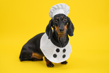 An adorable dachshund dressed as a chef on a bright yellow background, showcasing a playful and creative concept perfect for pet lovers, restaurants, and bakeries.