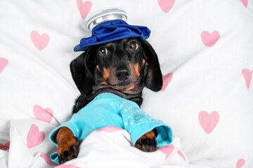 Cute dachshund lying in bed with an ice pack for relief, wearing blue pajamas. perfect concept for pet care, comfort, and cozy home scenes.