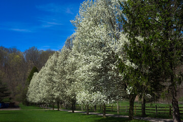 A row of white-flowering trees borders a rural lane in northeast Ohio's Chagin Valley in early spring