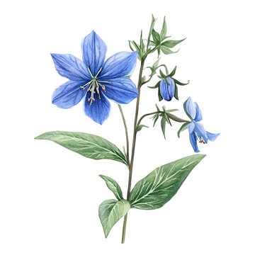 Borage Flower, watercolor with intricate brush textures and gentle highlights, isolated on a white background.