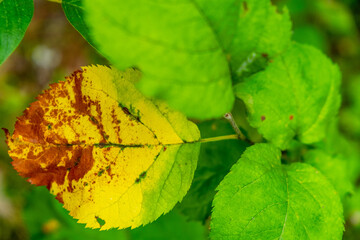 Yellowed leaves against a blurred background