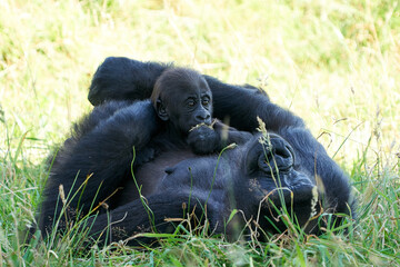 Western lowland gorilla (Gorilla gorilla gorilla)