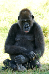 Western lowland gorilla (Gorilla gorilla gorilla)