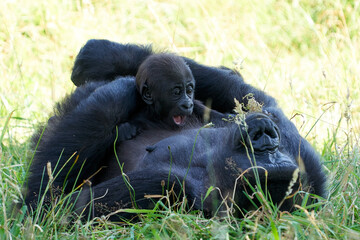 Western lowland gorilla (Gorilla gorilla gorilla)