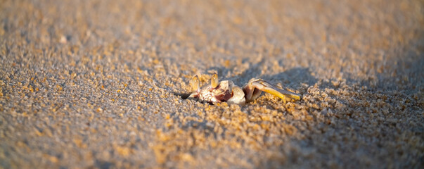 A crab on the beach is running on the white sand. Exotic animals in the resorts of tropical islands. The concept of a beach holiday in the tropics.