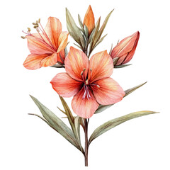 Anigozanthos Flower, illustration watercolor with playful splashes and delicate line details, isolated on a white background.