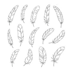A collection of detailed sketched feathers in varying positions and styles