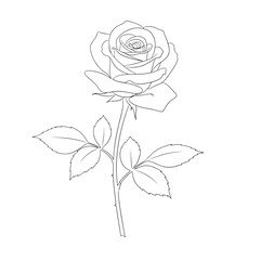 A delicate line drawing of a single rose with leaves and stem