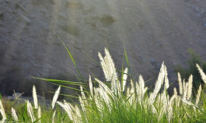 Sunlit tall grass sways in a rural field under a clear blue sky