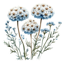 Achillea Flower, illustration watercolor artwork with subtle gradients and elegant contours, isolated on a white background. © lunaris