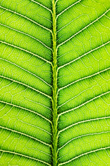 Macro Close Up of  Natural Leaf  Background
