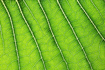 Macro Close Up of  Natural Leaf  Background
