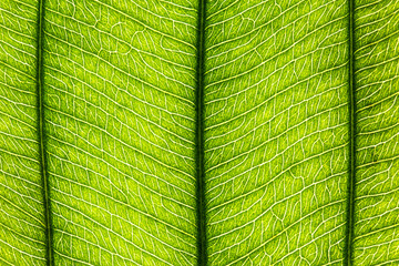 Macro Close Up of Natural Leaf Background