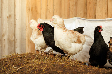chickens posing in the barn on a farm