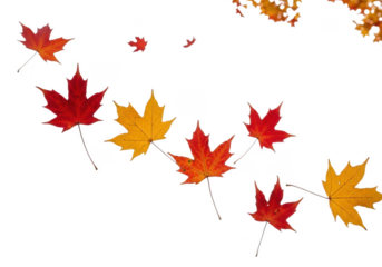 Falling autumn maple leaves in red and yellow, isolated on transparent background