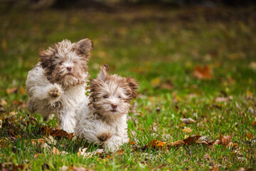 Two fluffy Havanese puppies joyfully running on autumn grass covered with colorful fallen leaves