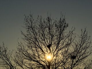 View of stark tree branches silhouetted against a muted sky, the sun peeking through, casting a warm glow on nests high in the branches, Istanbul, Istanbul, Turkey.
