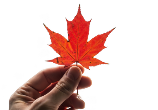 Hand holding a bright red maple leaf isolated on transparent background, symbolizing autumn and fall season