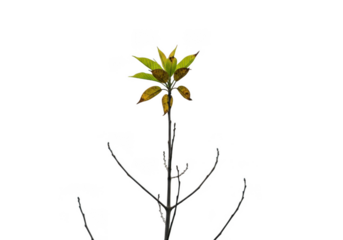 A single young plant with green and yellow leaves on a thin stem, with bare branches, isolated on transparent background