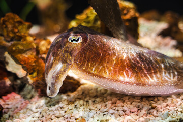 Obraz premium Cuttlefish resting on seabed rocks with detailed skin texture and rich brown coloration