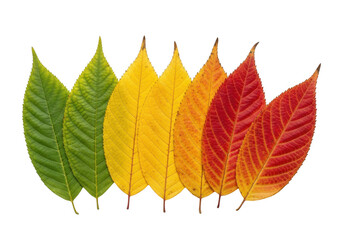 Fototapeta premium Row of leaves showing color change from green to yellow, orange, and red, isolated on transparent background