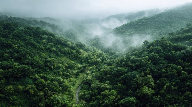 Dense forest with fog and pathway