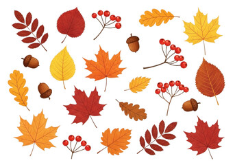Obraz premium Collection of autumn leaves, berries, and acorns isolated on transparent background