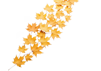 A diagonal arrangement of yellow maple leaves on a transparent background, isolated on transparent background