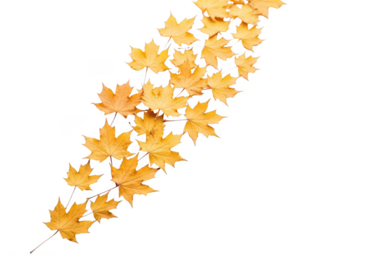 A diagonal arrangement of yellow maple leaves on a transparent background, isolated on transparent background