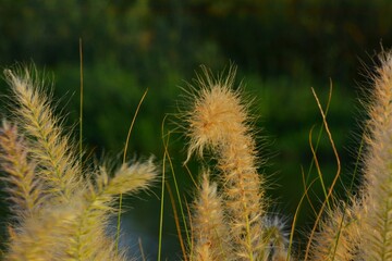 Natural Meadow with Tall Fuzzy Grass in the Wind