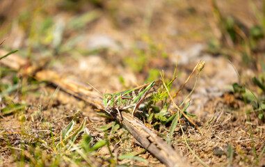 A green grasshopper sits in the grass on a bush. Great marsh grasshopper Stethophyma grossum, an endangered insect typical of wet meadows and marshes.