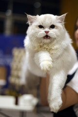 Expressive White Fluffy Cat with Open Mouth and Extended Paw