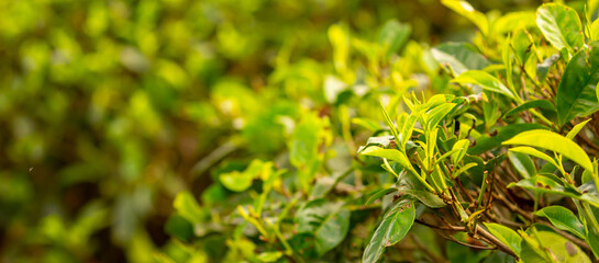 Fototapeta premium A close-up of fresh tea leaves on a plantation. Industrial tea cultivation in Sri Lanka. Close-up of tea bushes.