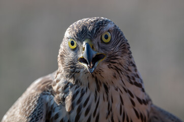 A hawk is a bird of prey from the family Accipitridae.