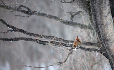 Squirrel eating maple sugar