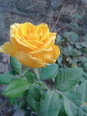 yellow rose in the garden