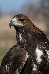 A large portrait of a golden eagle
