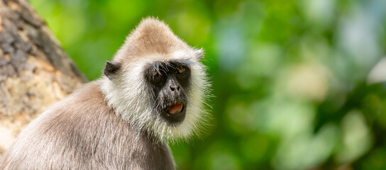Gray hanuman langurs on a tree. Monkeys in the wild in the jungles of Sri Lanka. Troop of monkeys on trees. Wildlife scene with wild animals.