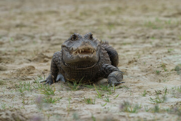 The dwarf crocodile (Osteolaemus tetraspis), also known as the African dwarf crocodile,...