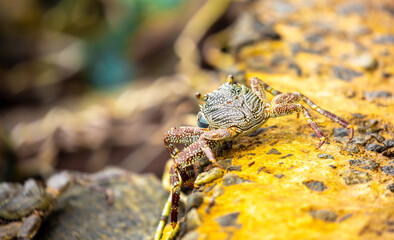 Crab on the beach runs along the pier. Exotic animals in resort places. The concept of a beach holiday in the tropics.