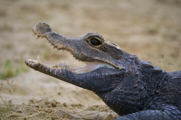 The dwarf crocodile (Osteolaemus tetraspis), also known as the African dwarf crocodile, broad-snouted crocodile or bony crocodile