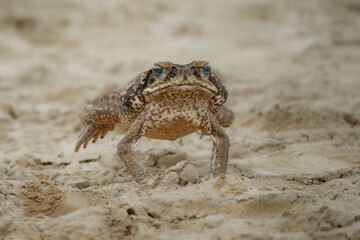 Jumping cane toad (Rhinella marina), also known as the giant neotropical toad or marine toad, is a large, terrestrial true toad native to South and mainland Central America